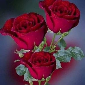 Meet your Posher, Rosa